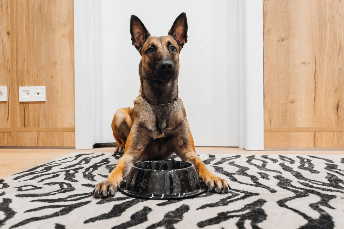 Uncategorised Forged Carbon fibre bowl for pet