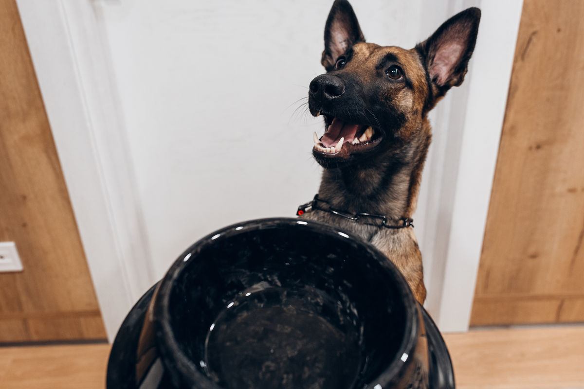 Uncategorised Forged Carbon fibre bowl for pet